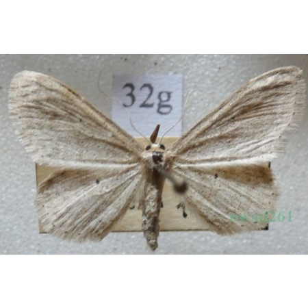 Idaea sylvestraria (Hübner, 1799) Krocznik gajowiak Czech32g